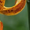 Close-up of speckled orange lily petal