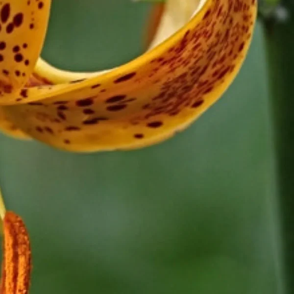 Close-up of speckled orange lily petal