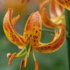 Speckled orange lily close-up