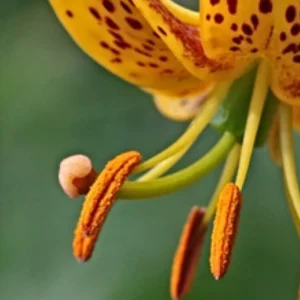Close-up of spotted yellow lily stamens