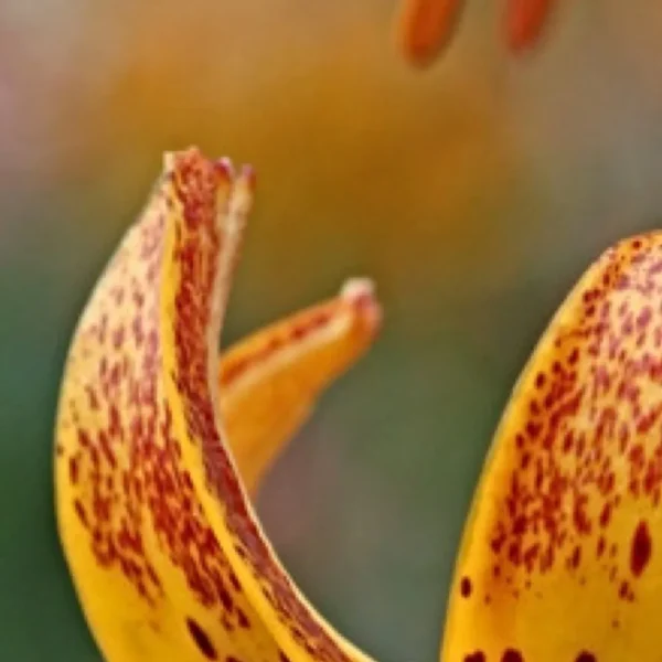 Speckled yellow lily petal close-up
