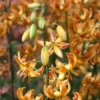 Orange spotted lilies with recurved petals