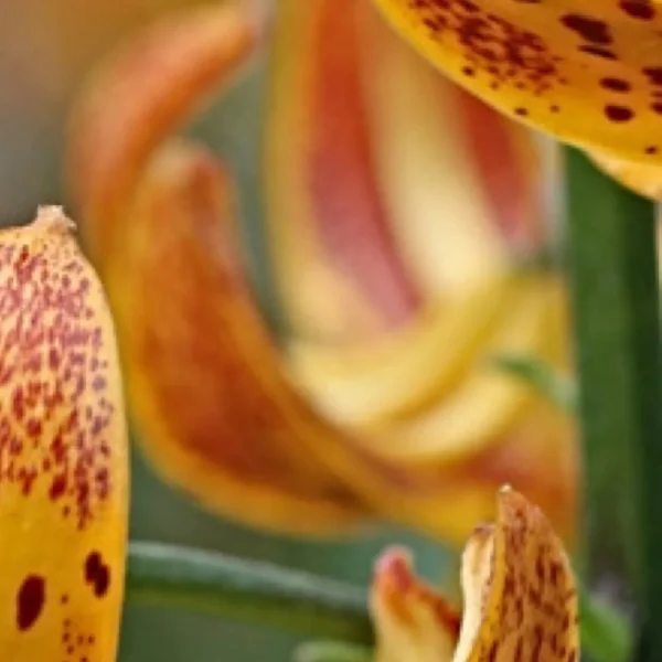 A close up of some flowers with spots