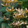 Cluster of Paisley hybrid lilies