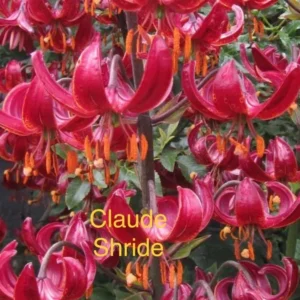 A close up of some red flowers with orange stems