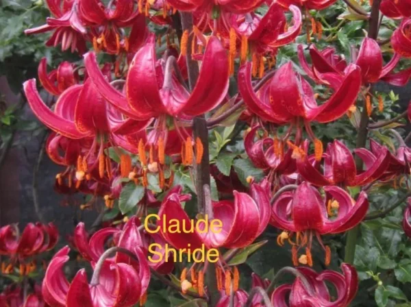 A close up of some red flowers with orange stems