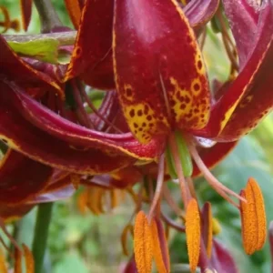 Close-up red spotted lily with orange anthers