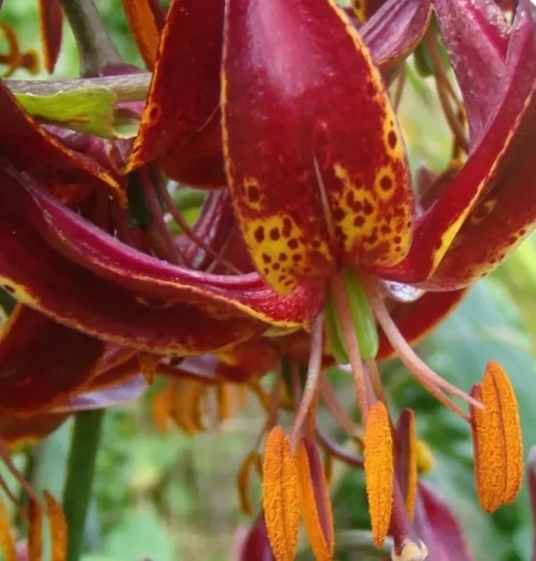 Close-up red spotted lily with orange anthers