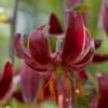 A close up of the flower of a red plant