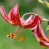 Hanging crimson lily blossoms with prominent stamens