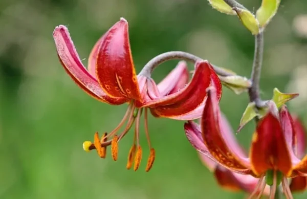 Hanging crimson lily blossoms with prominent stamens