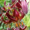 Close-up burgundy lilies with orange anthers