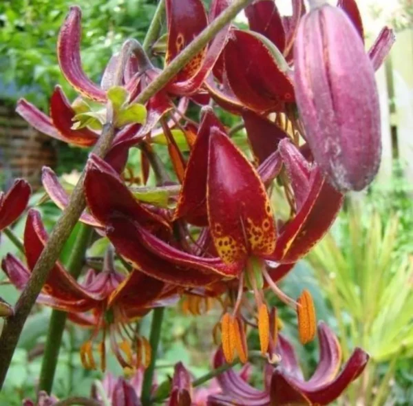 Close-up burgundy lilies with orange anthers
