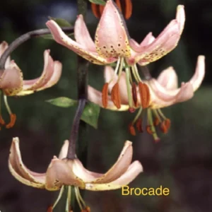 A close up of the flowers of brocade