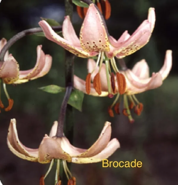 A close up of the flowers of brocade