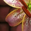Speckled pink lily petal and stamen