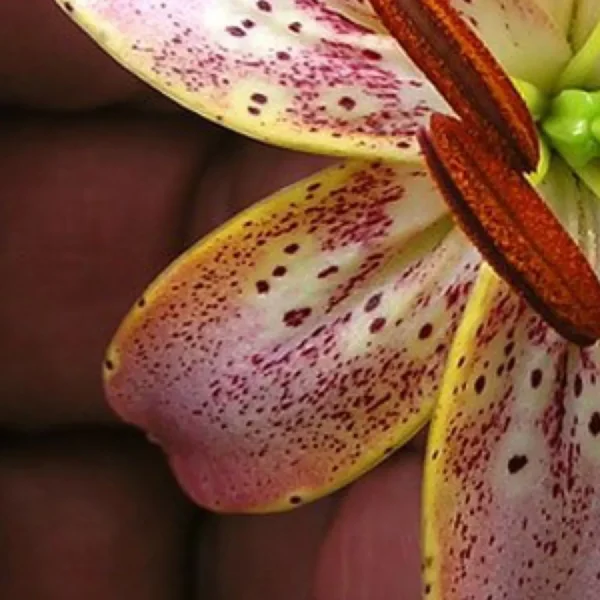 Speckled pink lily petal and stamen