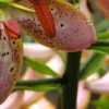 Spotted pink lily petals with orange stamens