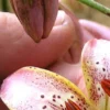 Close-up speckled pink lily petal
