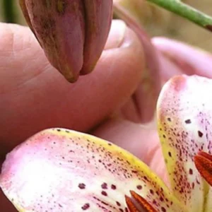 Hand holding spotted pink lily bloom