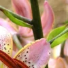 Close-up speckled pink orchid petals and stem