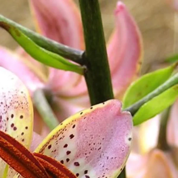 Close-up speckled pink orchid petals and stem