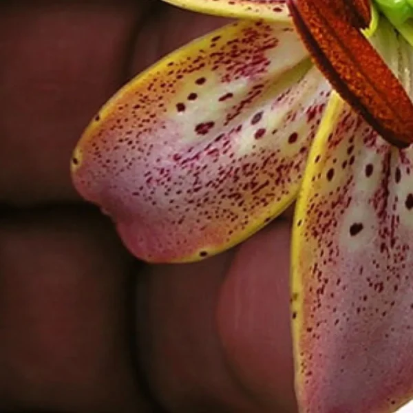 Hand holding pink spotted lily petal