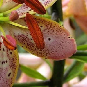 Close-up spotted pink lily petal rusty anthers