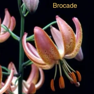 Apricot tiger lily with curved petals and stamens