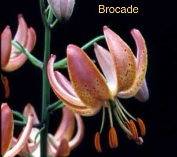 Pink speckled lily bloom with orange stamens