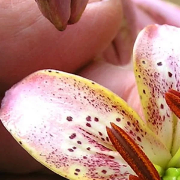 Close-up of pink speckled lily stamens