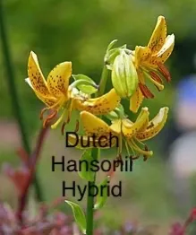 Yellow spotted Dutch Hansonii hybrid lily