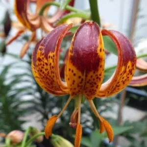 A close up of the flowers of an orange and red plant.