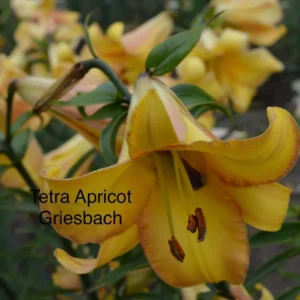 Tetra Apricot lily close-up bloom