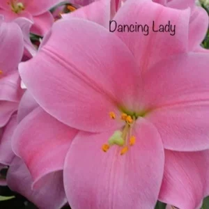 A close up of pink flowers with the words " dancing lady " written underneath.