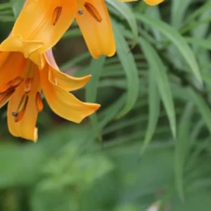 Orange lily blossoms with green foliage