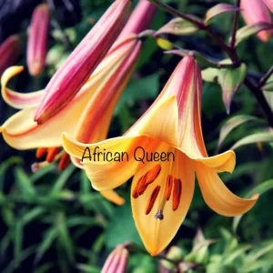 African Queen lily bloom close-up