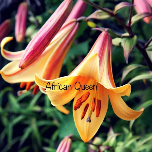 African Queen lily bloom close-up