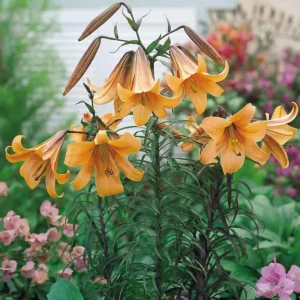 Orange trumpet lilies blooming among garden foliage