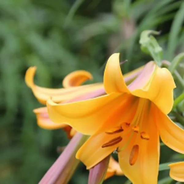 Close-up of orange lily bloom with stamens