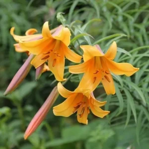 Three orange trumpet lilies with unopened buds