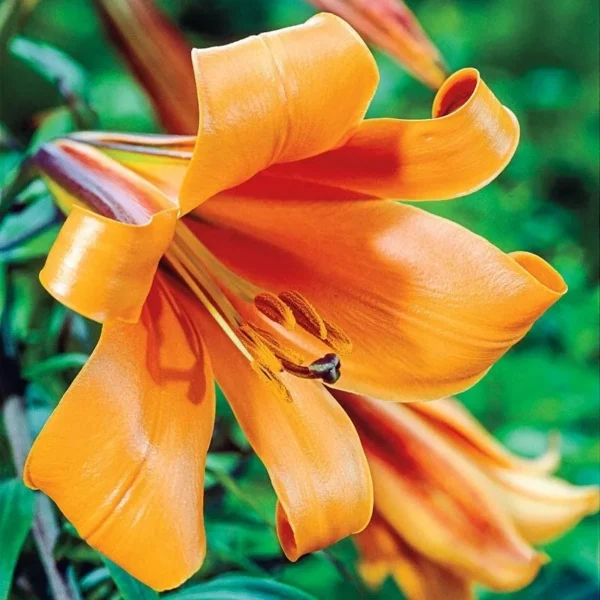 Curled orange lily blossom close-up