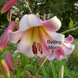 A pink flower with the name of beijing moon