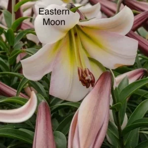 A close up of the flower with the name " eastern moon ".