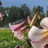 Pink trumpet lilies blooming in meadow