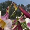 A close up of some purple and white flowers