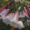 Close-up of pink and white trumpet lilies