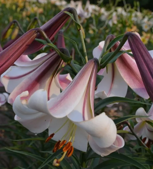 Close-up of pink and white trumpet lilies