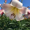 Close-up pale pink trumpet lily flower