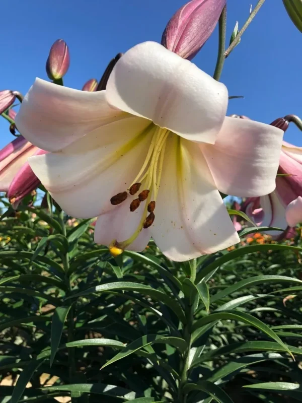 Close-up pale pink trumpet lily flower